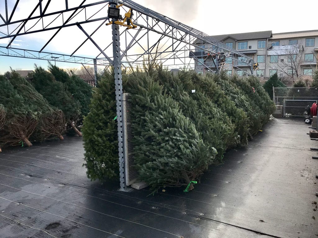 Live Christmas Trees in Denver, CO