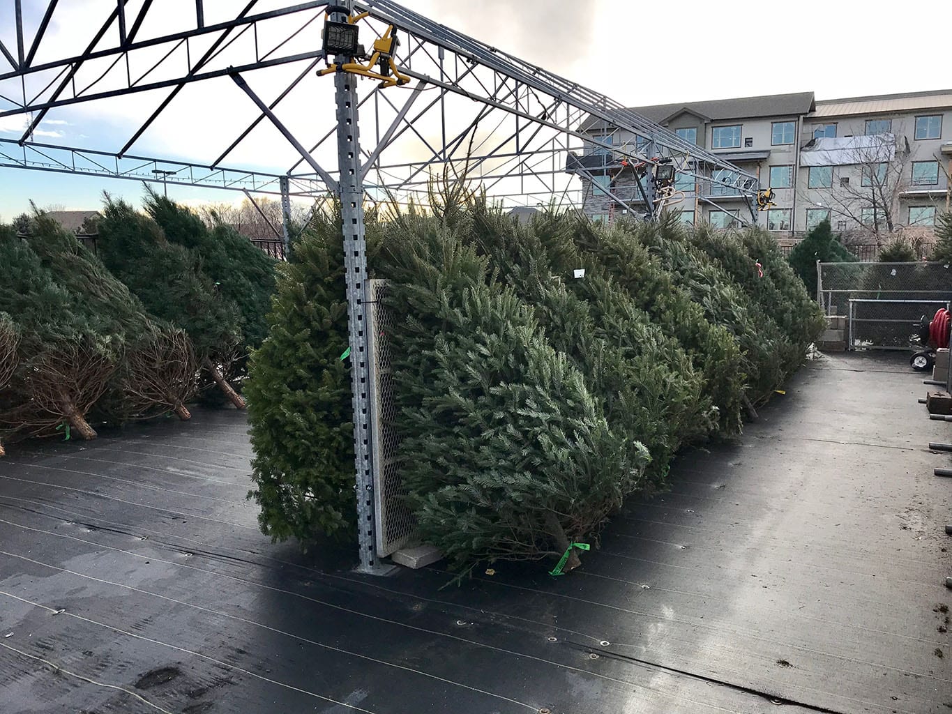 Live Christmas Trees in Denver, CO