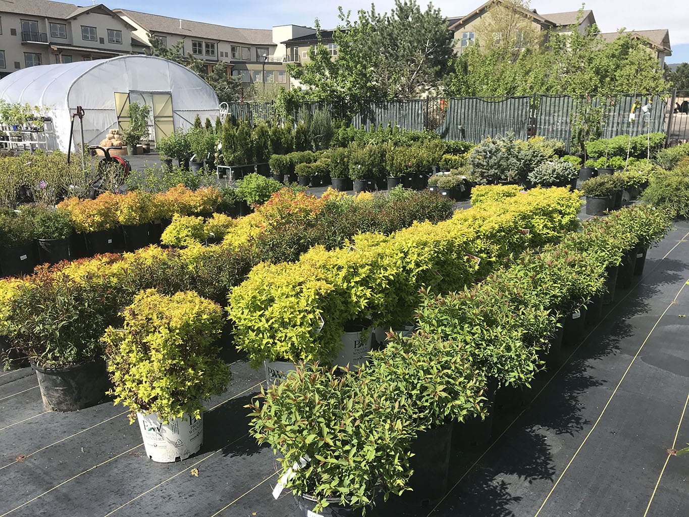 Exceptional Selection of Trees at Denver, CO Tree Nursery