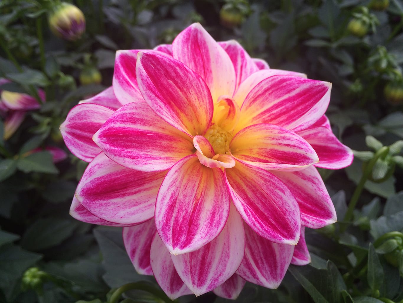 Annuals and Flowering Plants for Your Denver, CO Garden