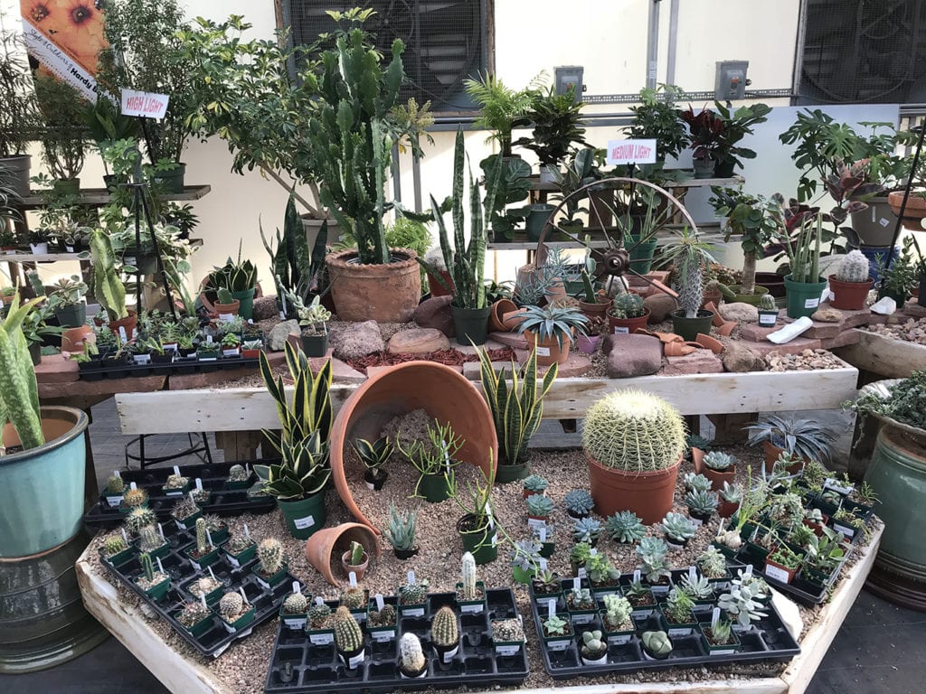 Cactus Plants for Sale in Denver, CO