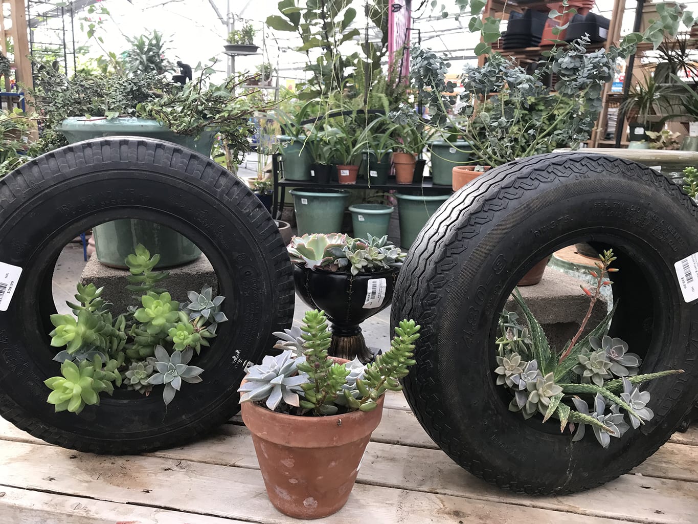 Denver, CO House Plants