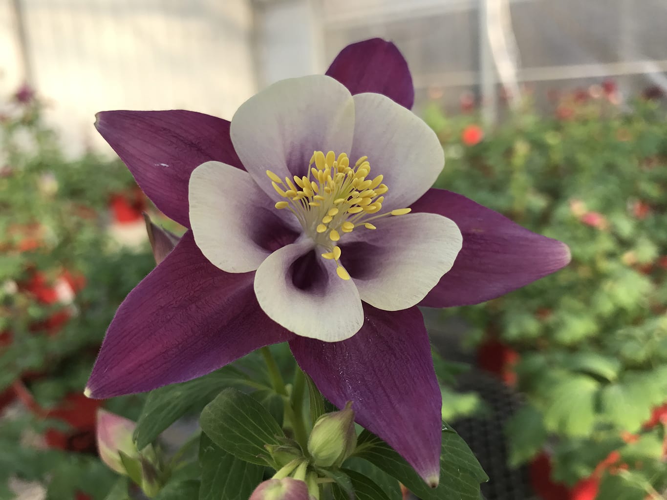 Perennial Flowers and Plants in Denver, CO