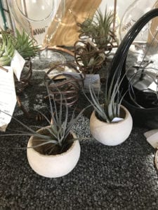 Denver, CO Succulent Plants