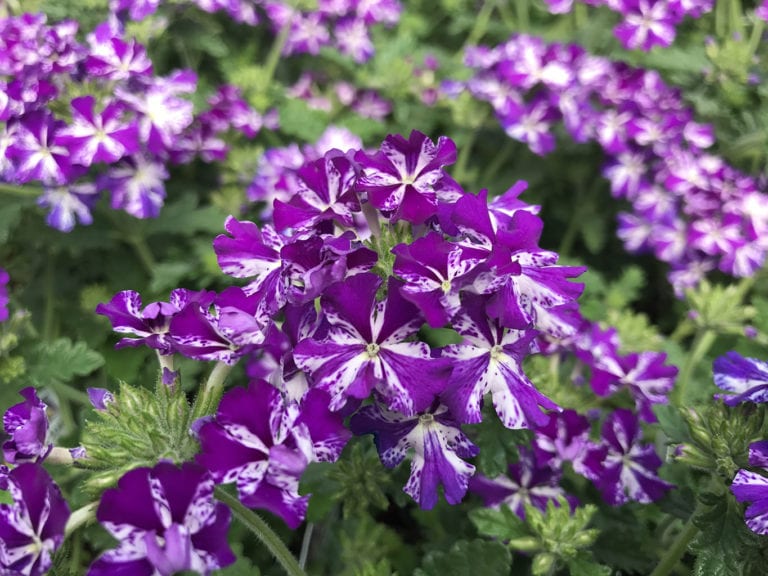 Annuals and Flowering Plants for Your Denver, CO Garden