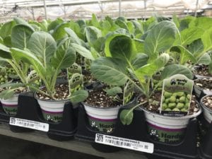 vegetable plants in Denver, CO