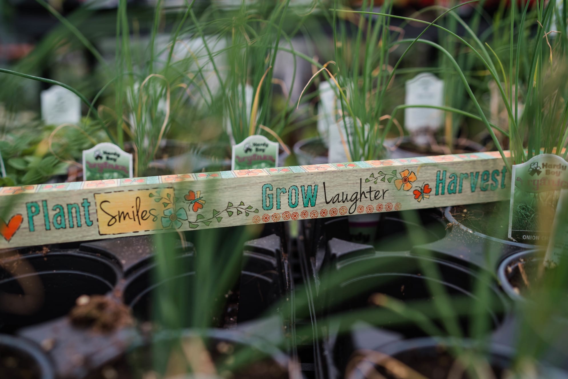 High Quality Herb Plants in Denver, CO