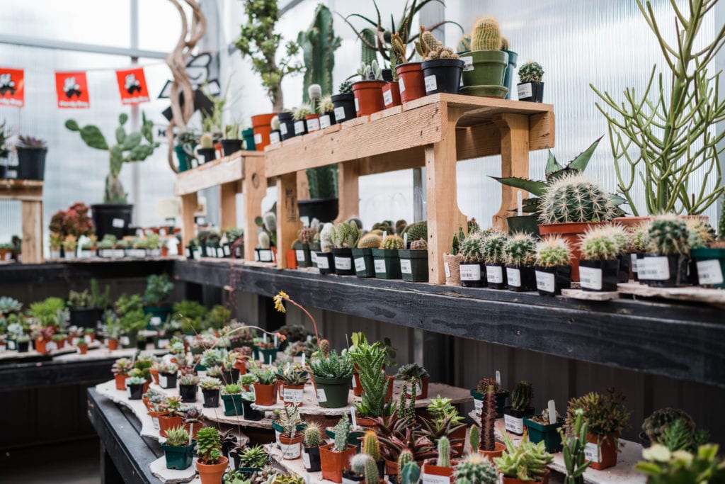 Cactus Plants for Sale in Denver, Colorado