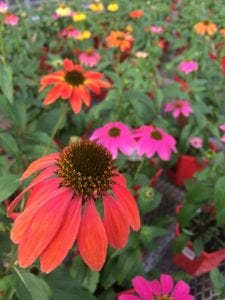 Denver, Colorado Fall Gardening Tips