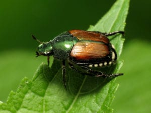 Roses and the Japanese Beetle