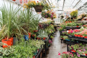 Shopping For House Plant Tips