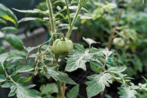 denver-co-tomato-plants