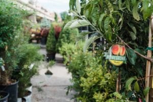 denver-colorado-fruit-trees