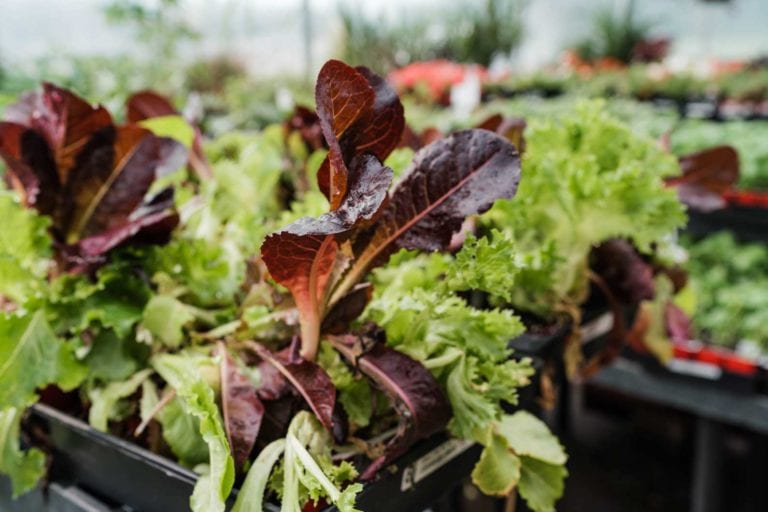 Get Ready for Spring with Our Denver, CO Herb & Vegetable Planting Guide