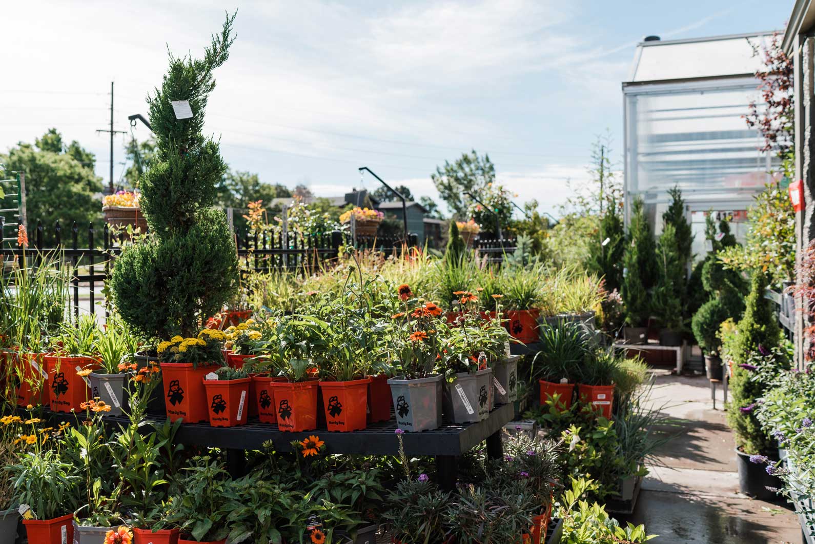 Trees And Shrubs In Denver Co