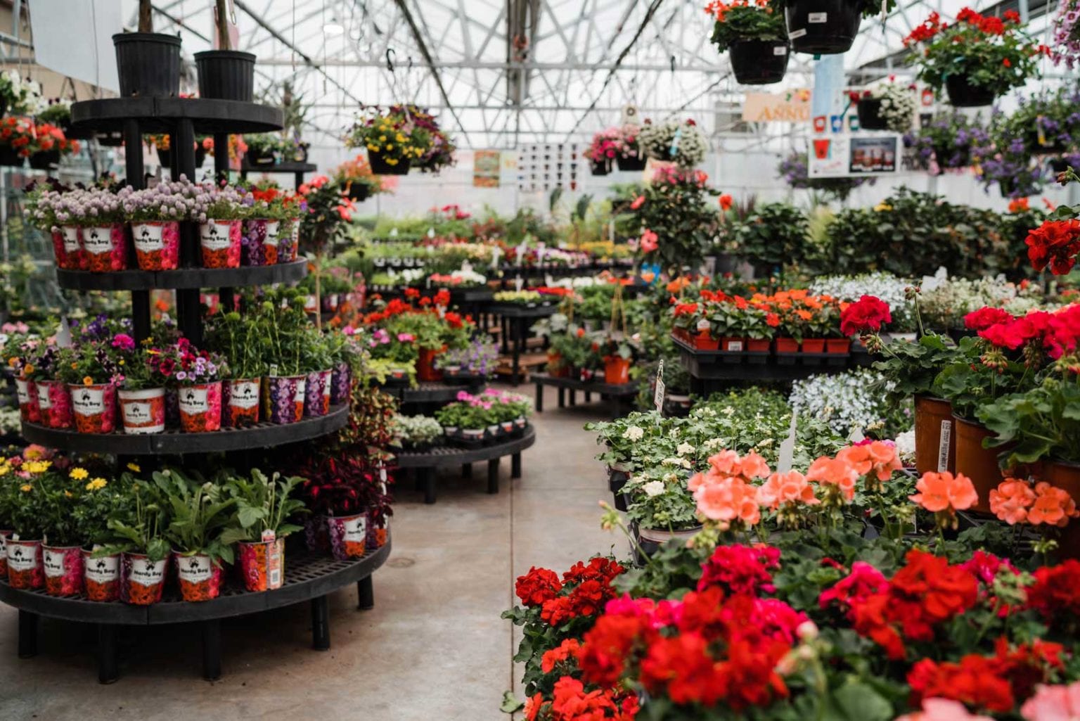 Annuals and Flowering Plants for Your Denver, CO Garden
