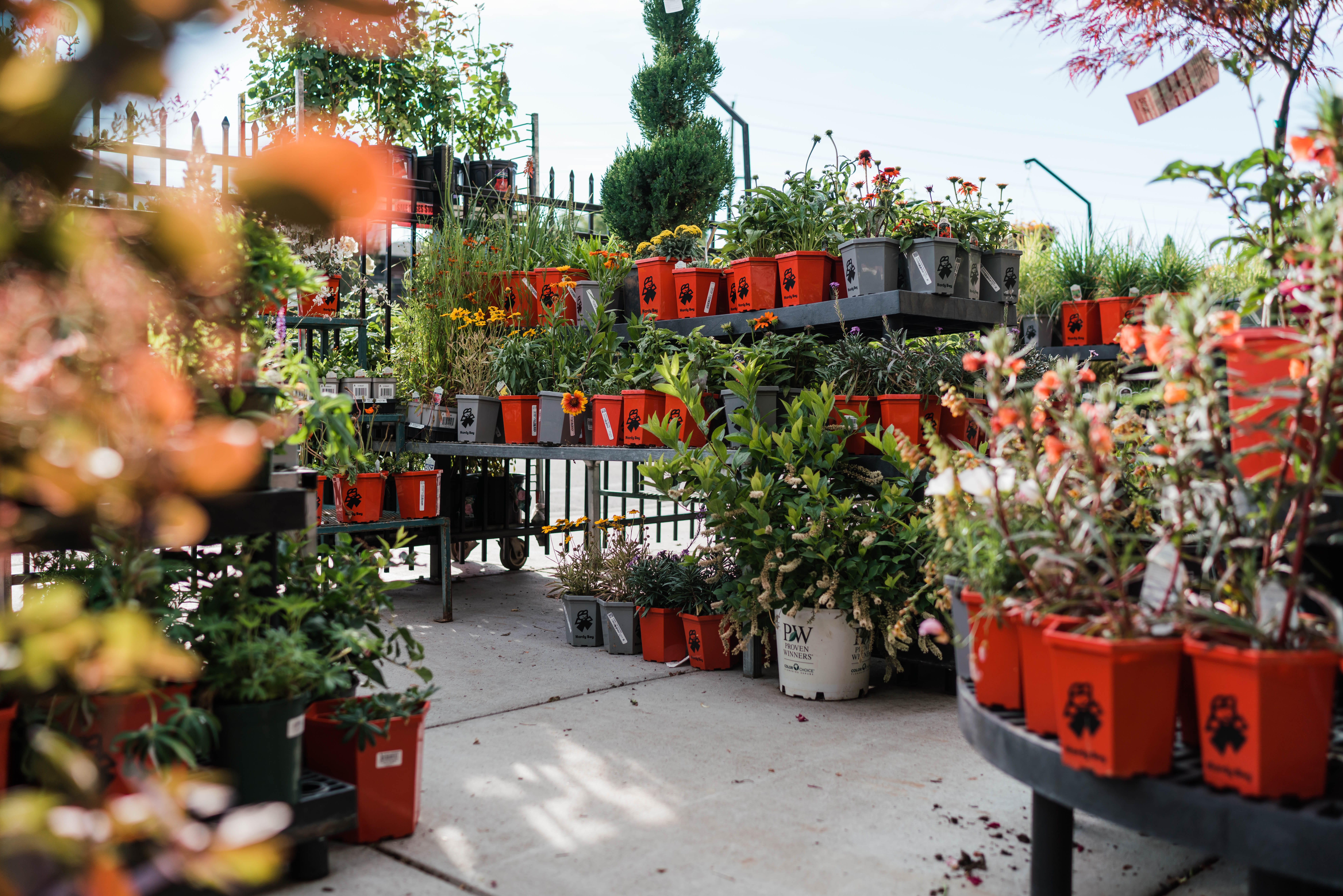 denver-colorado-plant-diagnosis-services denver-colorado-plant-diagnosis-services