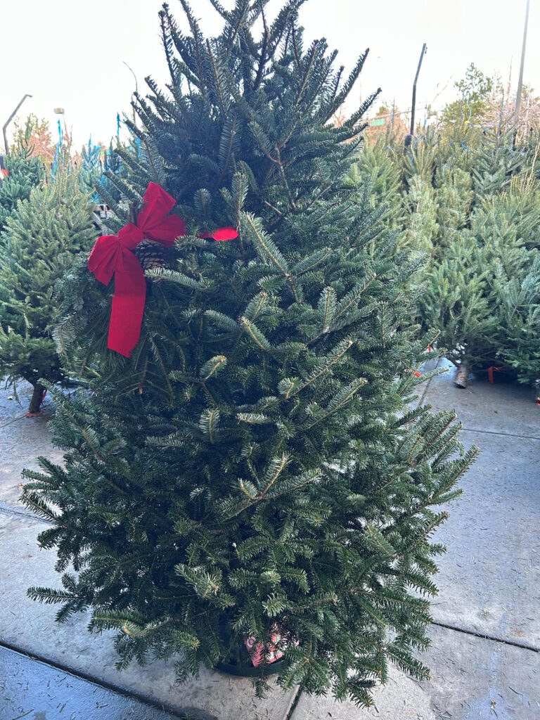 Live Christmas Trees in Denver, CO