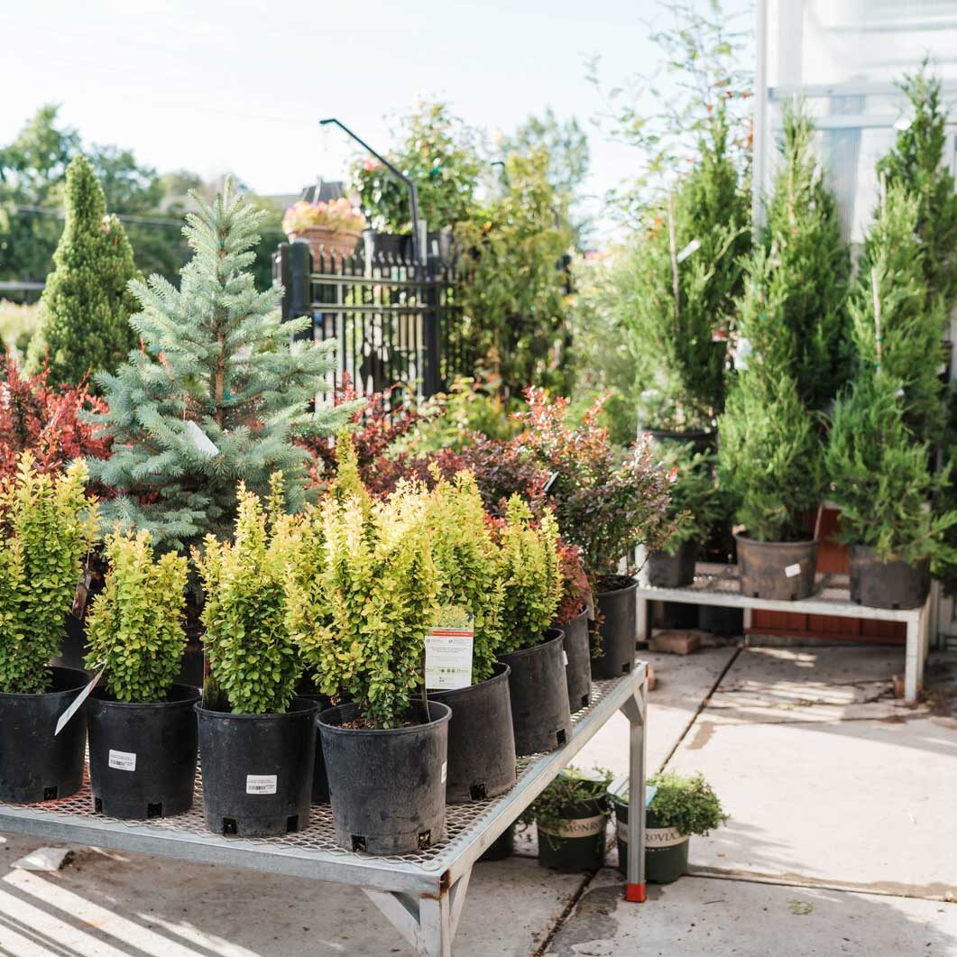 shrubs-trees-supplies-denver-colorado